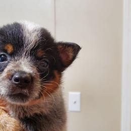 Full mask f2 - Blue speckled female Australian Cattle Dog puppy in Lenoir, North Carolina from Blue Coyote Ranch