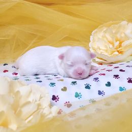 Girl 1 - White female Maltese puppy in Fresno, California from Soua's Pups