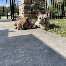 French Bulldog All Grown Up from Sweet P Frenchies