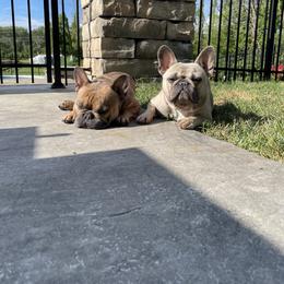 French Bulldog All Grown Up from Sweet P Frenchies