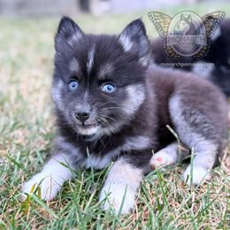 Monarch Ebony - Black female Pomsky puppy in Greeley, Colorado from Monarch Pomskies | Northern Colorado