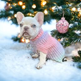 Opal - French Bulldog
