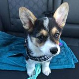 American Corgis from Silver Wood Corgis