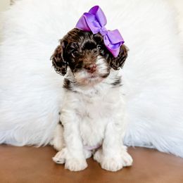 Girl 3 - Cavapoo puppy in Pleasant Grove, Utah from Destination Doodles