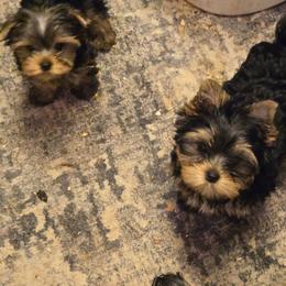 Girl 2 - Black and tan female Yorkshire Terrier puppy in Spokane, Washington from Dana's Yorkies