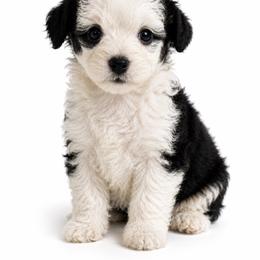 Tessa - Black and white female Aussiedoodle puppy in Louisville, Mississippi from Kristy’s Kennels