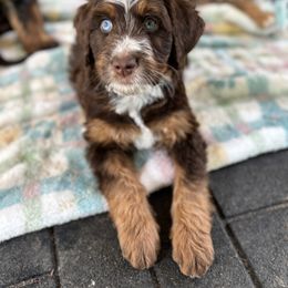Aussiedoodle Puppies from Whiskey River Doodles