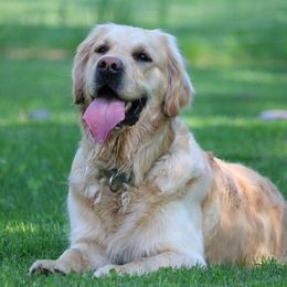 Jingle - Golden Retriever