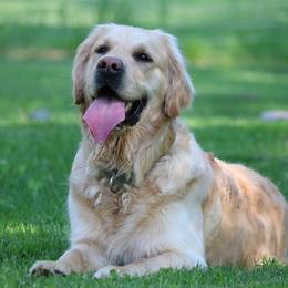 Jingle - Golden Retriever