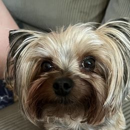 Brandi - Yorkshire Terrier