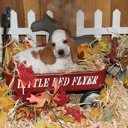 Luke - Lemon and white male Basset Hound puppy in Dover, Arkansas from S&S American Bassets