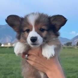 KRoc - Sable male Pembroke Welsh Corgi puppy in Benjamin, Utah from Nuna’s  Corgis