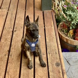 Dutch Shepherd Puppies from Prospect