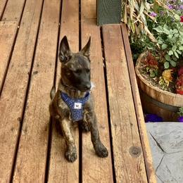 Dutch Shepherd Puppies from Prospect
