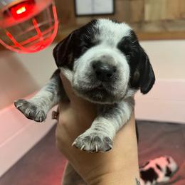 Minnie - Black tan and bluetick female Beagle puppy in Jasper, Texas from Beech Grove Beagles