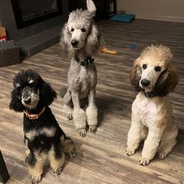 Poodles from Sunset Standards