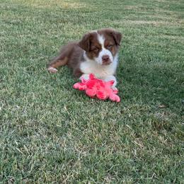 Zazu - Red tri-color male Australian Shepherd puppy in Stillwater, Oklahoma from Brush Creek Australian Shepards