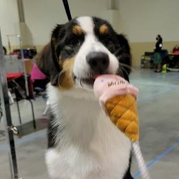 Zhaan - Australian Shepherd