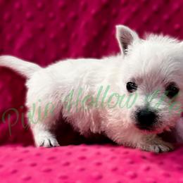 Green - White female West Highland White Terrier puppy in Cleveland Tx, Texas from Pixie Hollow Westies