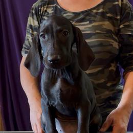 Girl 4 - Black female German Shorthaired Pointer puppy in Aitkin, Minnesota from Whispering’s GunDogs