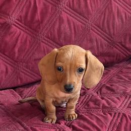 Billy Bob - Red male Dachshund puppy in Tucson, Arizona from Crowned Doxies