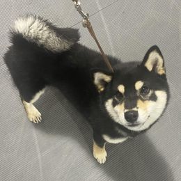 Rumor - Shiba Inu