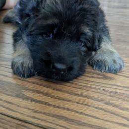 German Shepherd Puppies from McLaughlin German Shepherds