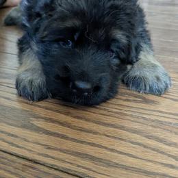 German Shepherd Puppies from McLaughlin German Shepherds
