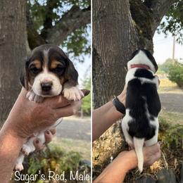 Boy 2 - male Beagle puppy in Brownsville, Oregon from Beagles on the Run
