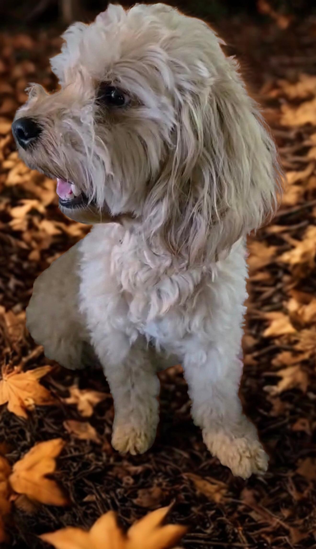 Nala
