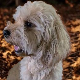 Nala - Cavapoo