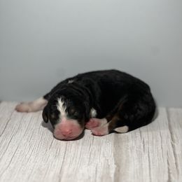 Bernedoodle Puppies from East Coast Bernedoodles