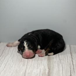 Bernedoodle Puppies from East Coast Bernedoodles
