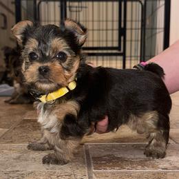 Prince Naveen - Black and tan male Yorkshire Terrier puppy in Highland, Arkansas from MG Yorkies