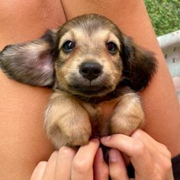 Goose - Cream male Dachshund puppy in High Hill, Missouri from High Hill Hounds