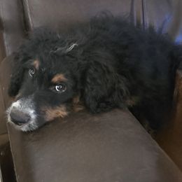 Boy 3 Benjamin bunny - Tri-color male Bernedoodle puppy in Vancouver, Washington from Doo a Little Doodle