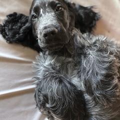 Jackson - Blue roan male English Cocker Spaniel puppy in Park Rapids, Minnesota from Catori