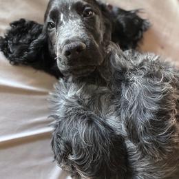 Jackson - Blue roan male English Cocker Spaniel puppy in Park Rapids, Minnesota from Catori