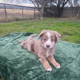 Uma - Red merle female Miniature Australian Shepherd puppy in Copperas Cove, Texas from Hidden Leaf Aussies