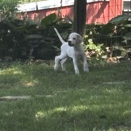 Little Jack - Orange and white male Pointer puppy in Manhattan, Illinois from Monarch Pointers & Cockers