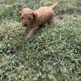 Poodle Puppies from Lulu’s Lovely Toy Poodles