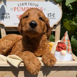 Mozzy Mozzerella - Red male Bordoodle puppy in Canfield, Ohio from Poo's Doo's & Inu's