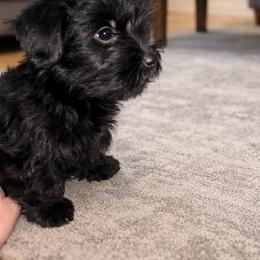 Onyx - Black and tan male Yorkshire Terrier puppy in Aurora, Illinois from YorkieLux