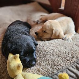 Labrador Retriever Puppies from Majestic Forrest Labradors