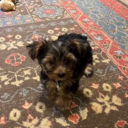 Boy 2 - Black and tan male Yorkshire Terrier puppy in Scranton, Arkansas from Trennas Rotten Yorkies