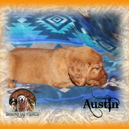 Austin - Dark golden male Golden Retriever puppy in Anson, Texas from Diamond Bar N Ranch