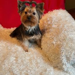 Sassy - Yorkshire Terrier