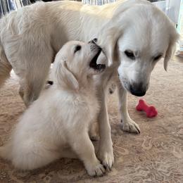 Golden Retriever Puppies from Suncoast Goldens