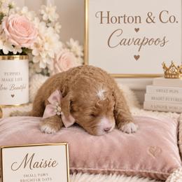 Maisie - Apricot female Cavapoo puppy in Theodore, Alabama from Horton & Co. Cavapoos