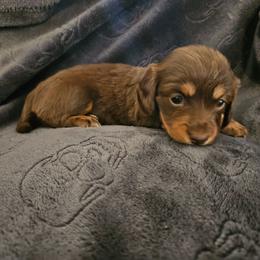 Girl 3 - Chocolate and tan female Dachshund puppy in New Castle, Colorado from Shaffers low riding weiners